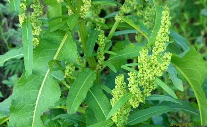  p>羊蹄(学名: i>rumex japonicus /i> houtt.