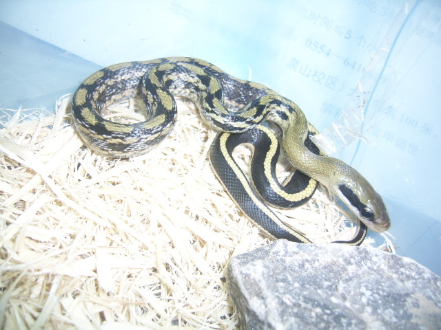 黑眉锦蛇别名家蛇﹑秤星蛇﹑菜花蛇(虽王锦蛇也称菜花蛇,但四川,贵州