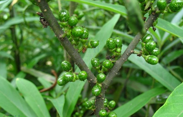 piper submultinerve c. dc.