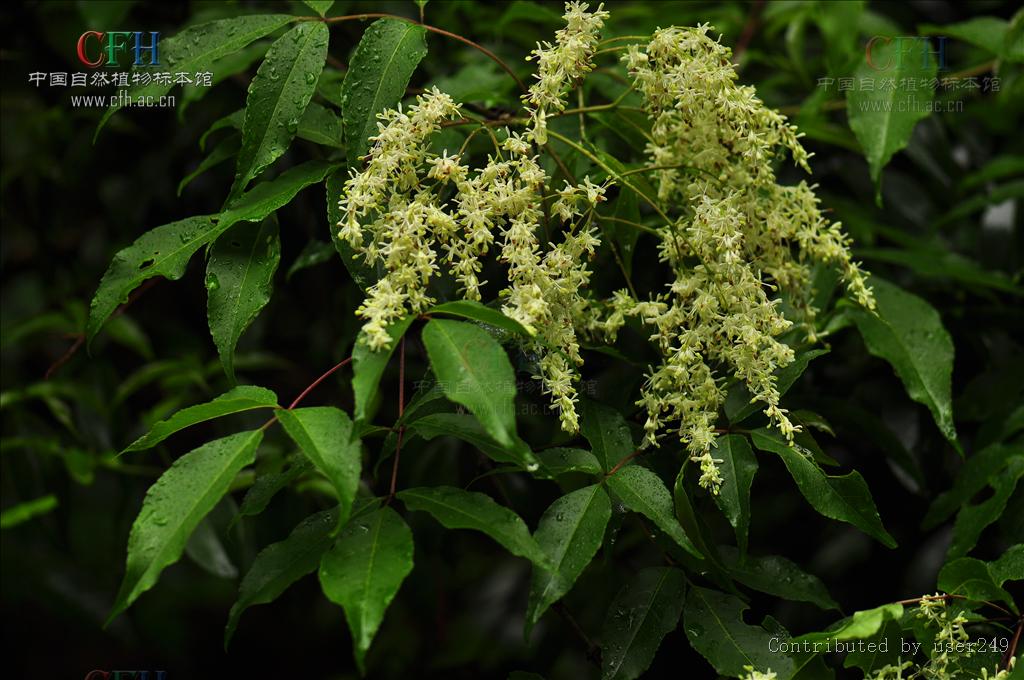 fraxinus odontocalyx hand.-mazz.