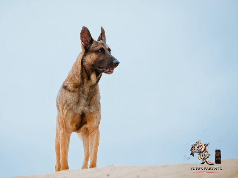 ">小七 /a>,《 a target="_blank" href="/item/神犬奇兵/3353317"