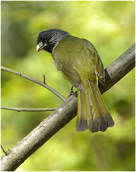 俗名羊头公,中国圆嘴布鲁布鲁,绿鹦嘴鹎,青冠雀