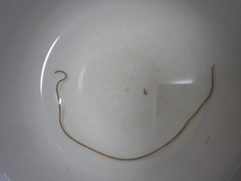 von stebold,1843)又名发形蛇(hair snake),亦称毛细线虫(hairworm)或