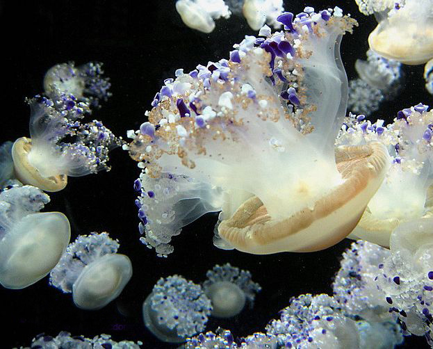  p>蛋黄水母(学名: i>cotylorhiza tuberculata /i>)是钵水母纲 a