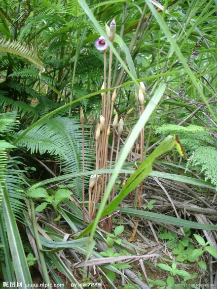 菰米（禾本科菰属植物）_百度百科