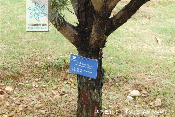 华南五针松