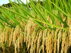 水稻"三系"