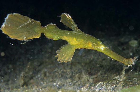 母鱼 a target="_blank" href="/item/腹鳍/7400580" data-lemmaid="