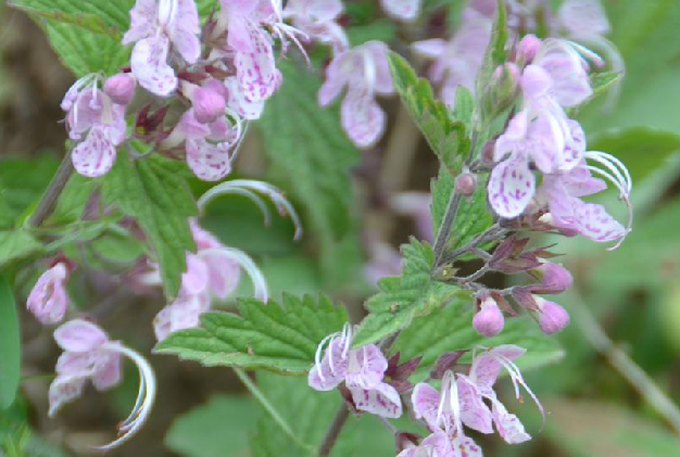 六月寒的功效与作用