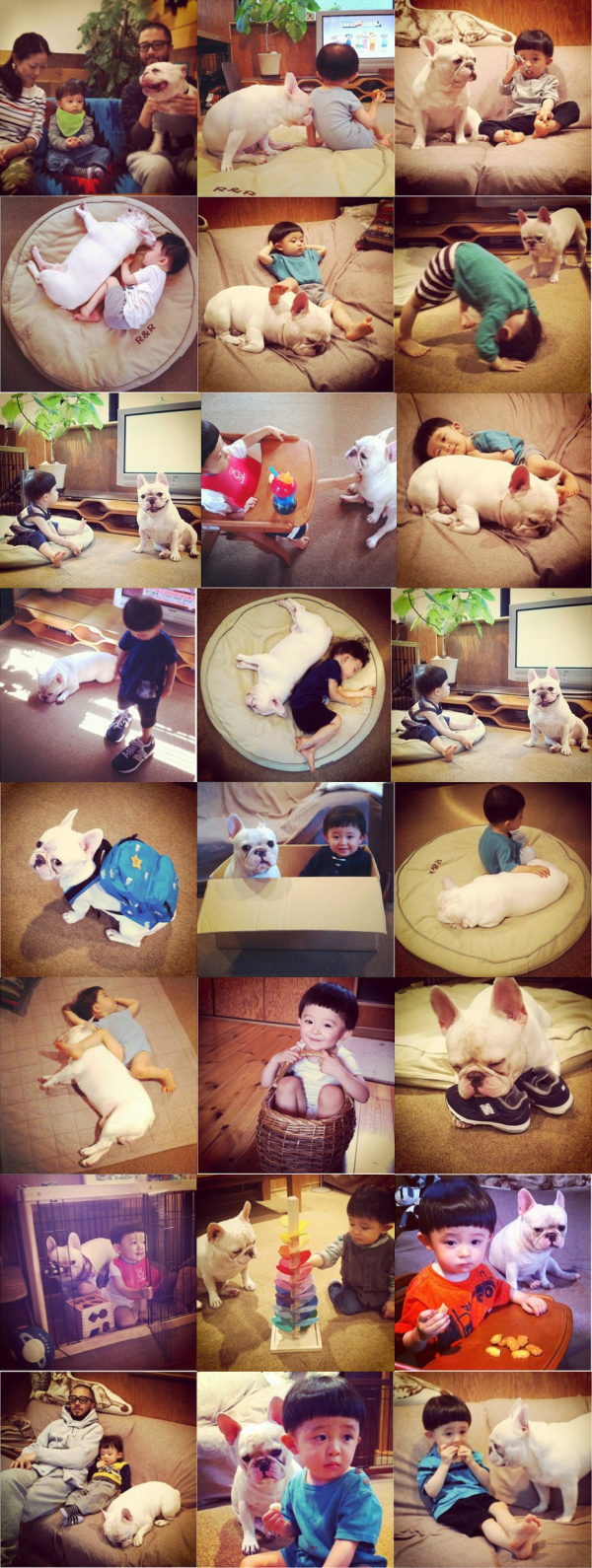 斗牛犬和宝宝的幸福生活