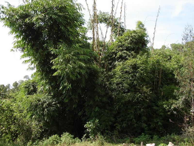  p>坭竹(学名: i>bambusa gibba /i> mcclure)是禾本科,簕竹属 a