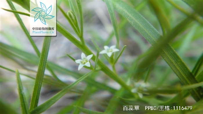 百蕊草(百蕊草的别名)