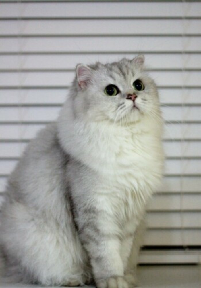  p> a> b>金吉拉 /b>猫 /a>, a href="#">英文 /a>名为chinchilla