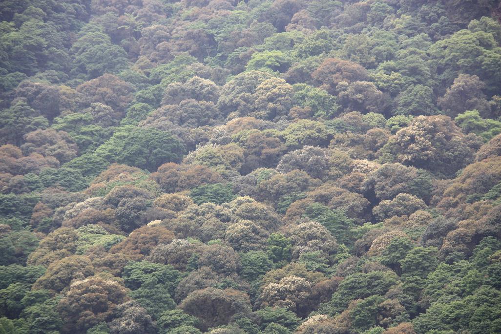  p>阔叶林:由 b> a target="_blank" href="/item/阔叶树">阔叶树 /a>