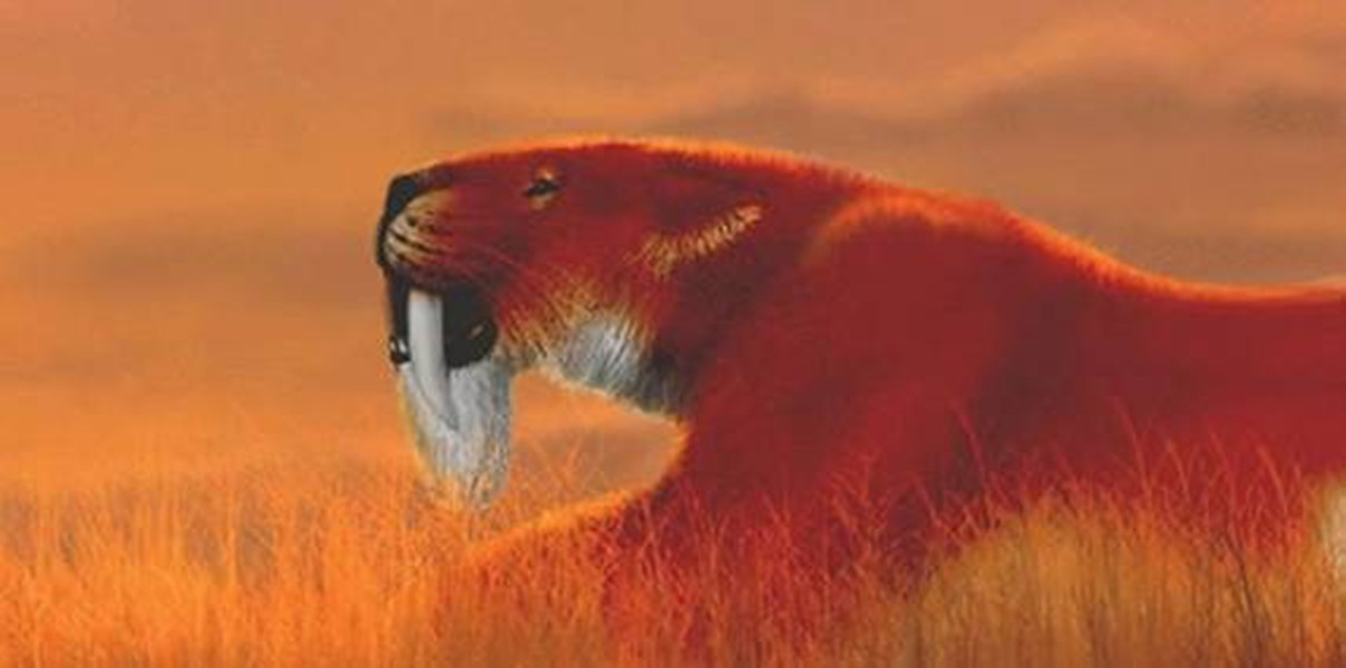  p>剑齿猫(homotherium latidens)是一种生活在更新世晚期的 a href="