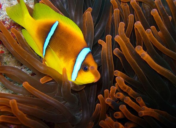 p>红海双带小丑(学名:amphiprion bicinctus)体呈近于圆形,侧扁;口前