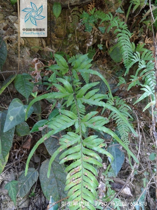 p>刺齿半边旗是凤尾蕨科的一类植物.植株高30-80厘米.