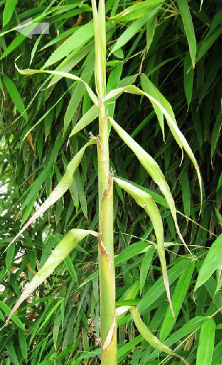 p>福建茶竿竹(学名:pseudosasa amabilis var.