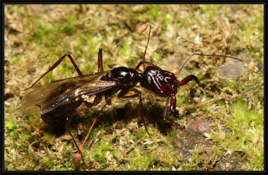  p>山 a href="#" data-lemmaid="9096432">大齿猛蚁属 /a>蚁科,大齿