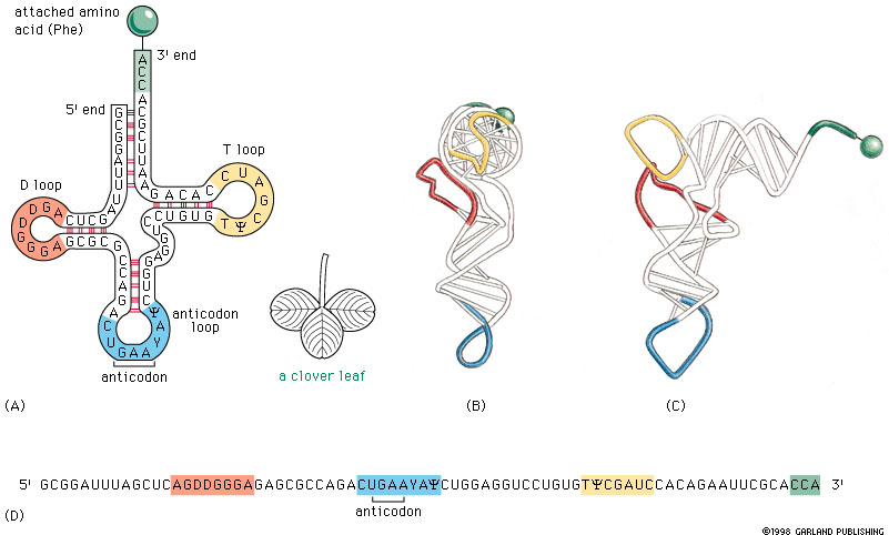  p>转运rna(transfer rna),又称传送核糖核酸, a href="#" data-lemma