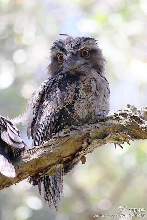  p>茶色蟆口鸱是属于蟆口鸱科(podargidae)的一种夜鹰.