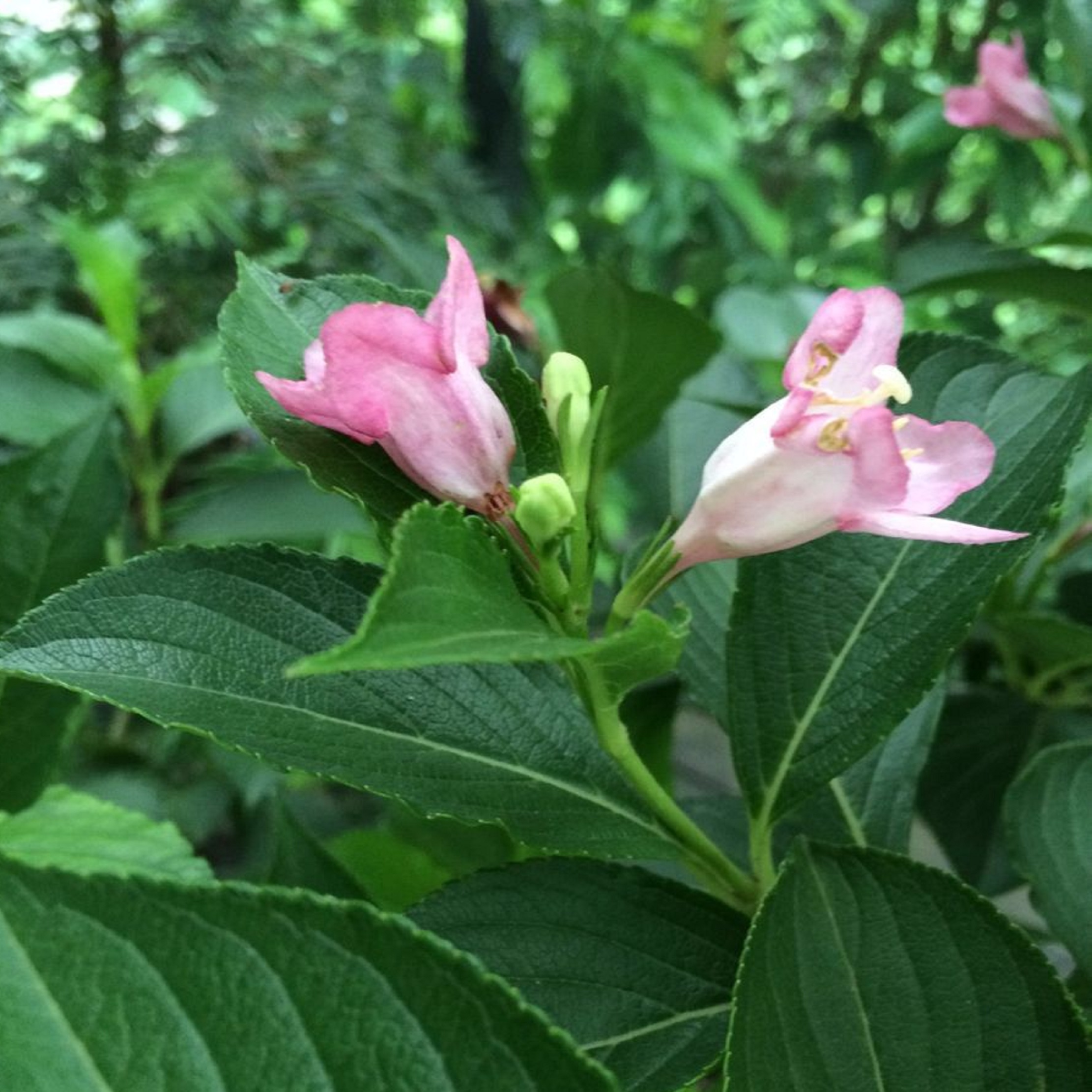  p>贵阳药用植物园于1984年7月经 a href="#" data-lemmaid="6103408"