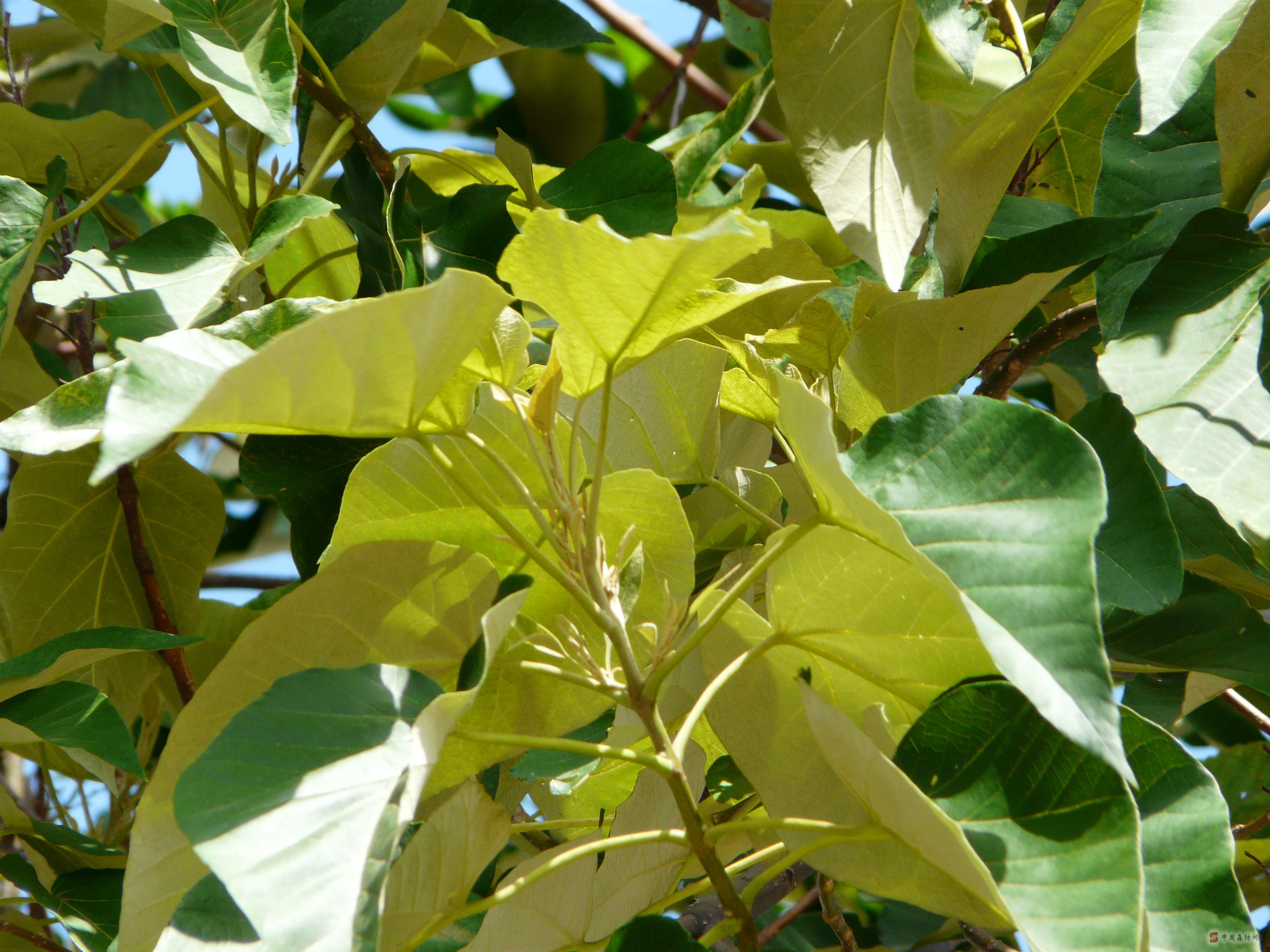  p> b>石栗 /b>,(拉丁学名:aleurites moluccana (l.