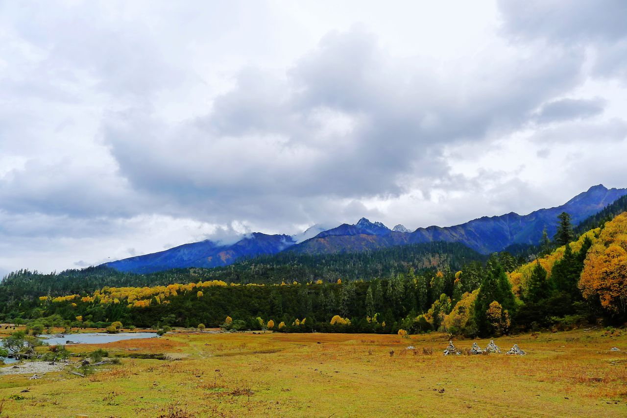鲁朗花海牧场景区