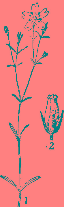  p> b>六齿卷耳 /b>(学名: i>cerastium cerastoides /i>)是石竹科