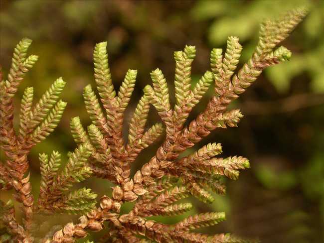  p>旱生卷柏(学名:selaginella stauntoniana spring)是卷柏科卷柏属 