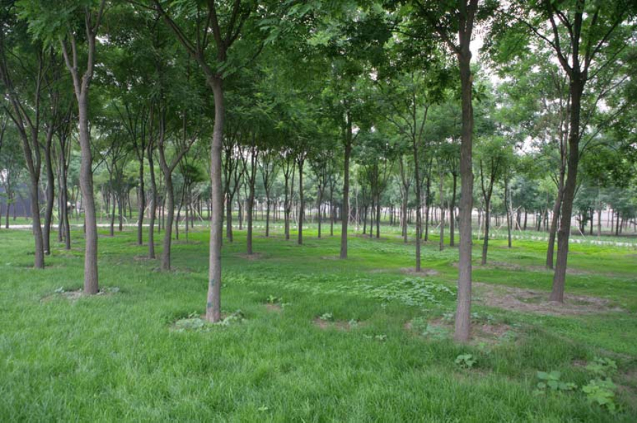  p data-id="gnwymj59ps">杜仲公园位于首都北京长安街东延长线,京通