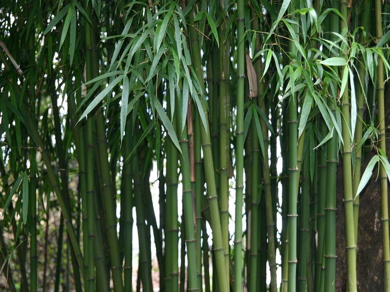  p>西藏香竹,(学名:chimonocalamus tortuosus hs