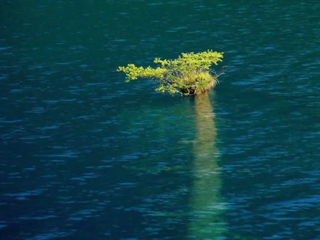 水绵