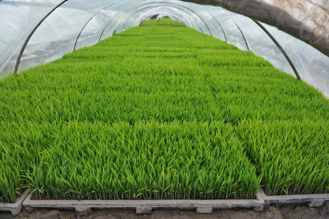 水稻旱育秧技术