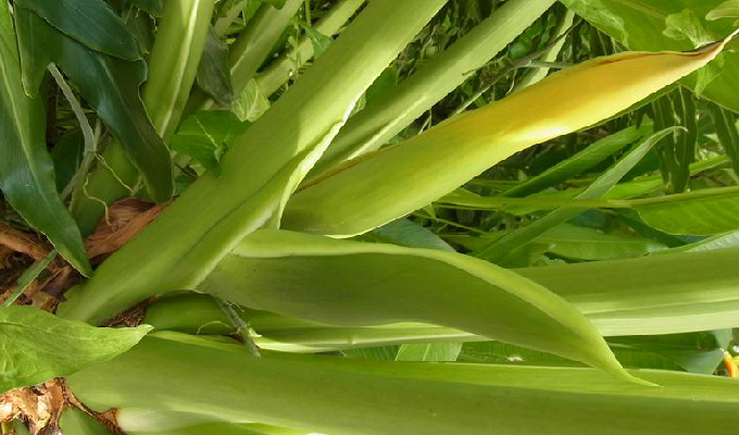  p>裂叶喜林芋( i>philodendron bipennifolium  /i>schott )多年生