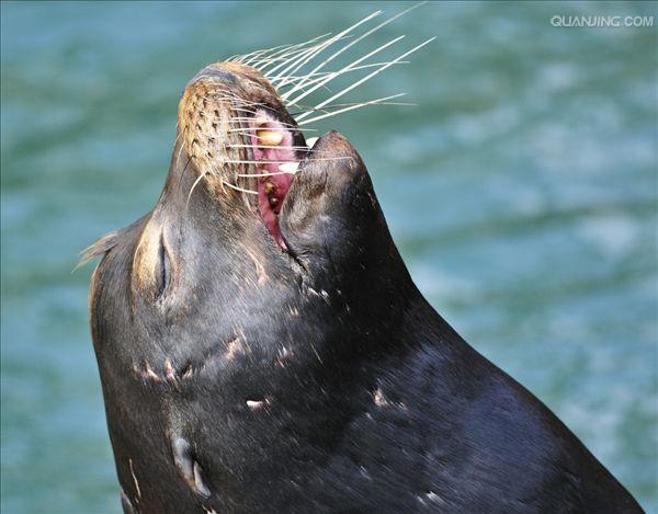  i>eumetopias jubatus  /i>),是海狮科,北海狮属动物