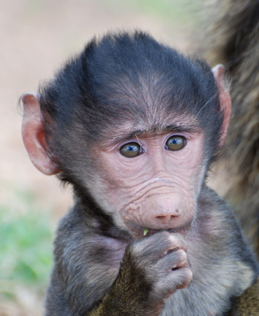  p>几内亚狒狒(学名: i>papio papio /i>):在同属中是体型较小的 a