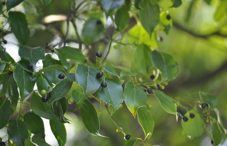 presl),樟科樟属的一种乔木植物.