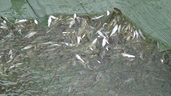 <p>细鳞斜颌鲴鱼