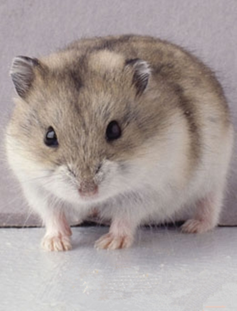  p>黑线仓鼠(学名: i>cricetulus barabensis /i>)俗称中国仓鼠.