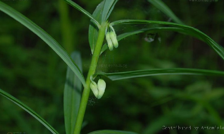  p> b>狭叶黄精 /b> i>(学名:polygonatum stenophyllum /i>maxim.