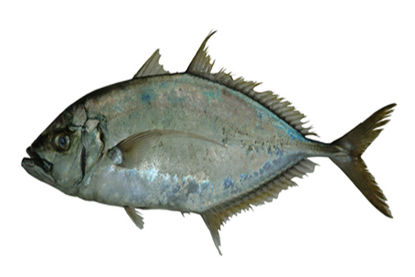  p>命名者bleeker,1857栖息深度2-200公尺中文名横带若鲹 a target="