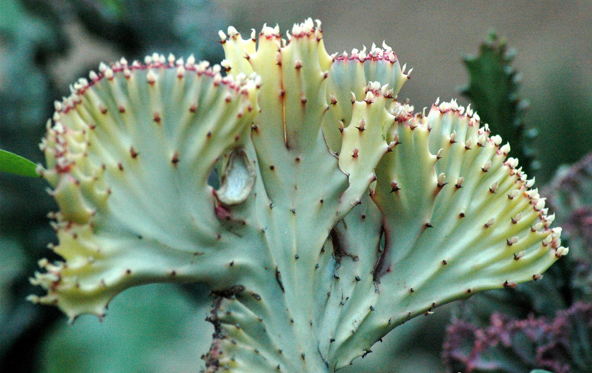 是大戟科大戟属肉质植物,彩春峰的肉质茎依品种的