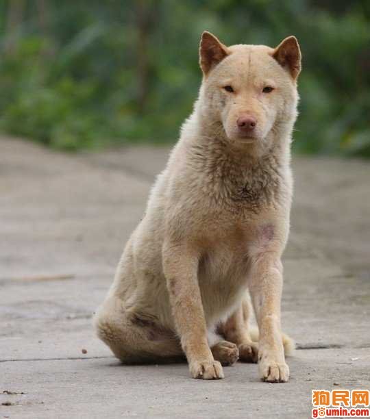  p>春和犬属 a target="_blank" href="/item