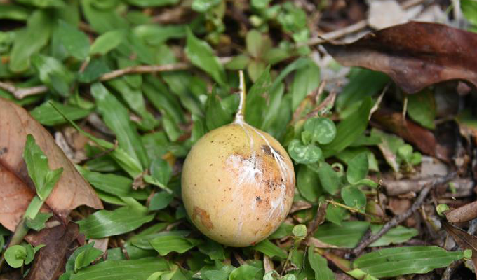  p>肉豆蔻属(学名:myristica gronov.