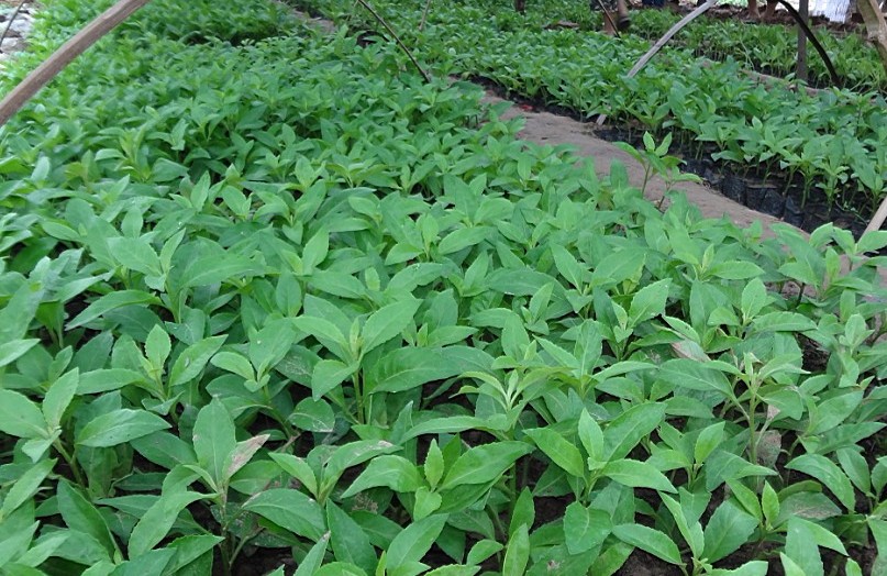  p>明月草(gynura divaricata (l.) dc.[gynura ovalis dc.