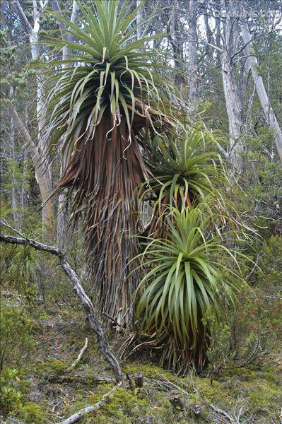  p data-id="ta0fzpnrmlsv">露兜树( i>pandanus tectorius /i>