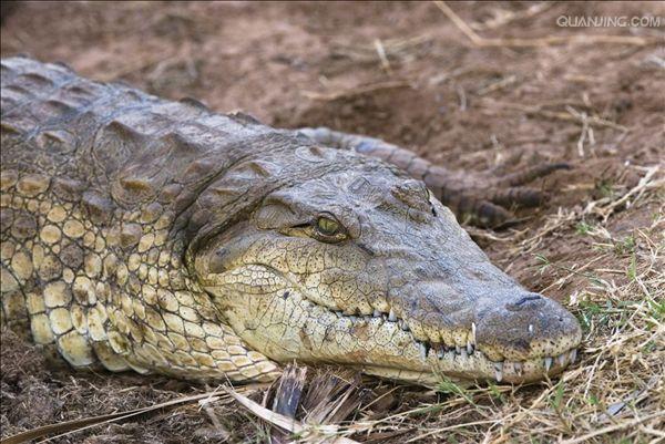  p>尼罗鳄(学名: i>crocodylus niloticus /i>),是非洲最大的鳄鱼和最