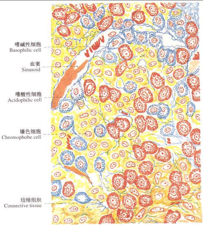  p>嗜酸性细胞是腺垂体远侧部中的一类嗜色细胞,亦称hiirthle细胞或