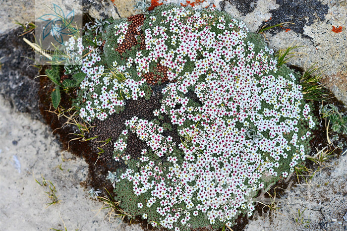  p>垫状点地梅(学名: i>androsace tapete /i> maxim.